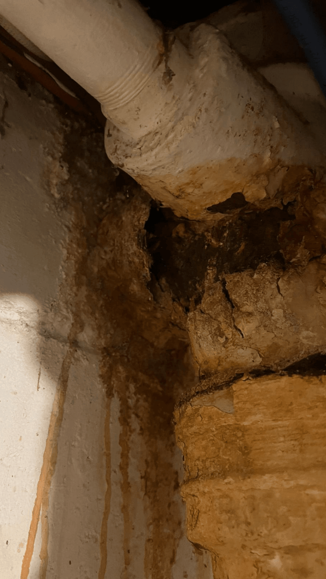 Tree Root Intrusion Is in Omaha